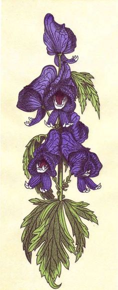 Wolfsbane Plant Tattoo, Poisonous Plants, Desenho Tattoo, Arte Obscura, Delphinium, Monster Art, Arte Floral, Scarlet Witch, Botanical Illustration