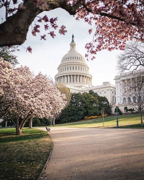 Washington DC on Instagram: “Photo by @kerrentonsnow” Washington D.c Aesthetic, Best Photo Spots Washington Dc, Washington Dc Nature, Washington Dc Landmarks, Washington Dc Murals, Cherry Blossom Washington Dc, Washington Dc Travel, Dc Travel, Capitol Building