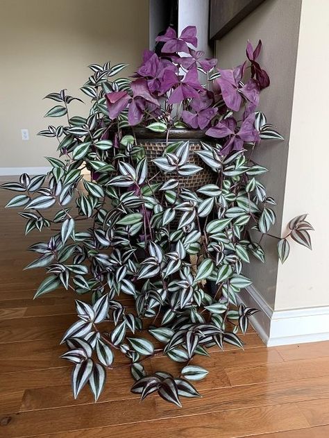 Do You Have a Tradescantia (Wandering Dude)? Don't Miss These 7 Things! Flower Garden Pictures, Wandering Jew Plant, Small House Garden, Wandering Jew, Diy Garden Fountains, Herb Garden Design, Household Plants, Vertical Garden Diy, Balcony Plants