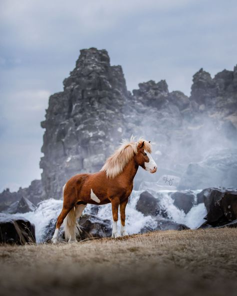 I Photograph Horses In Phenomenal Icelandic Landscapes (37 Pics) Aesthetic Animals, Riding Holiday, Tattoo Animal, Icelandic Horses, Pony Breeds, Horse Care Tips, Big Hearts, Miniature Horses, Anime Tattoo