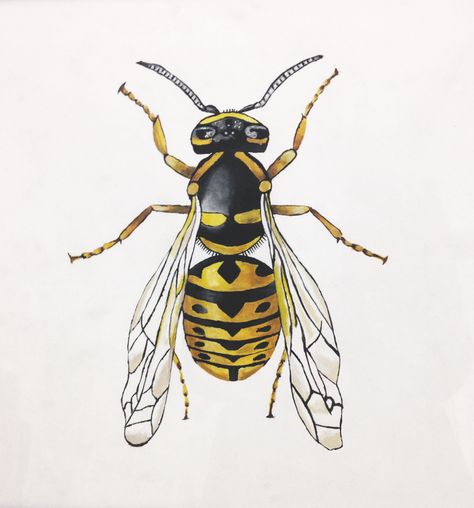 Yellow Jacket Tattoo Ideas, Yellow Jacket Drawing, Yellow Jacket Tattoo, Wasp Illustration, Wasp Drawing, Yellow Jacket Bee, Wasp Tattoo, Yellow Jacket Wasp, Jacket Drawing