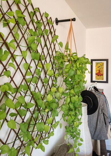 How to build your own indoor living plant wall! An easy and inexpensive project that's perfect for bringing color and life into your space...    #plantwall #dogs #homedecor #midcenturymodern #diy #houseplants #plantlover #pothos #buildyourown #plantcare #livingroom #apartmenttherapy #apartmentdecor #boho #westelm #clothingrack #home #apartment #nycapartment #brooklynapartment #bloggerstyle #bloggerhomeinspo #interiordesign #interiorinspo #bloggerhome#smallspace #modernhome #livingroom Pothos Wall Planter, Indoor Trellis Wall Decor, Indoor Ivy Wall Real, Decorating With Vines Indoors, Devils Ivy Wall Climbing Indoor, Hanging Plant Vines On Wall, Viney Indoor Plants, Pathos Vine Ideas, Balcony Climbing Plants