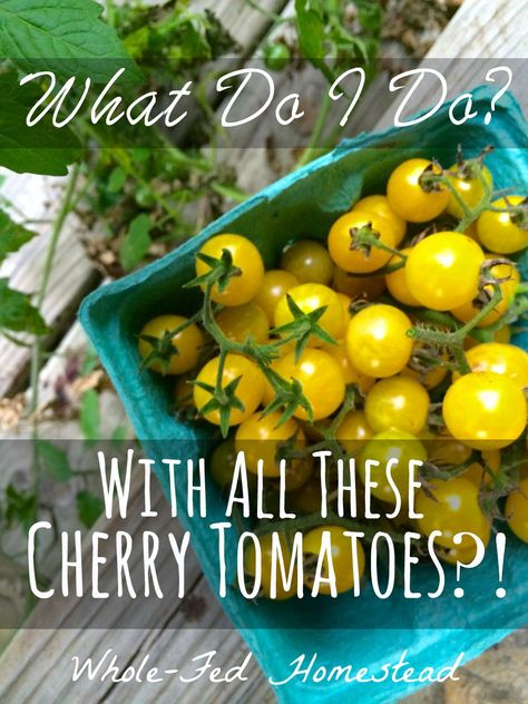 What Do I Do with All These Cherry Tomatoes?! - Whole-Fed Homestead What To Do With Yellow Cherry Tomatoes, Using Up Cherry Tomatoes, Canning Yellow Cherry Tomatoes, Yellow Pear Tomato Canning Recipes, Recipes With Yellow Tomatoes, Yellow Cherry Tomatoes Recipes, Cherry Tomato Ideas, Yellow Tomatoes Recipes Canning, Yellow Grape Tomato Recipes