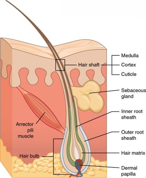 Structure Of Hair, Clarify Hair, Skin Anatomy, Hair Science, Hair Facts, Integumentary System, Natural Hair Movement, At Home Hair Removal, Skin Structure