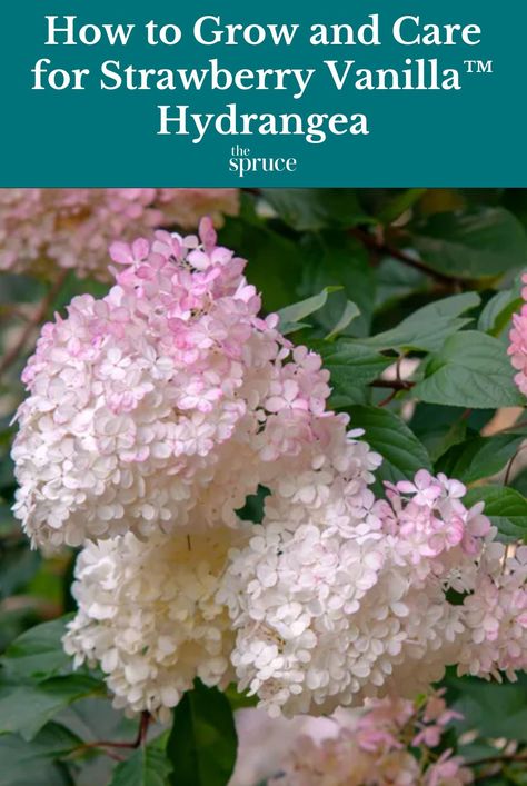 Strawberry Vanilla hydrangea (Hydrangea paniculata 'Renhy') is a floral superstar. Blooms emerge white, turn blush pink, then strawberry red. #flowergardenideas #hydrangeacareguide #gardeningadvice #houseplanthacks #howtogrow #plantparenttips #thespruce Strawberry And Cream Hydrangea, Hydrangea Strawberry Vanilla, Vanilla Hydrangea, Hydrangea Types, Hydrangea Fertilizer, Hydrangea Plant Care, Vanilla Strawberry Hydrangea, Strawberry Hydrangea, Hydrangea Plant