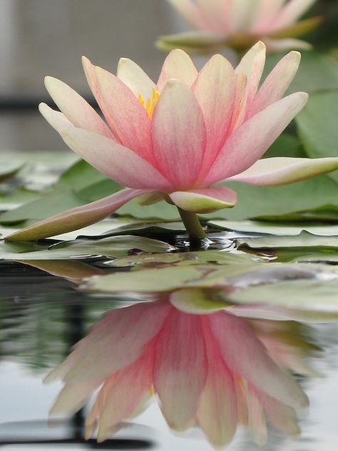 Lotus and Reflection | The sacred Lotus plant , highly rever… | Flickr Lotus Flower Wallpaper, Image Bleu, Lotus Symbol, Lotus Flower Pictures, Lotus Plant, Lotus Flower Art, Lily Lotus, Lily Painting, Lotus Blossom