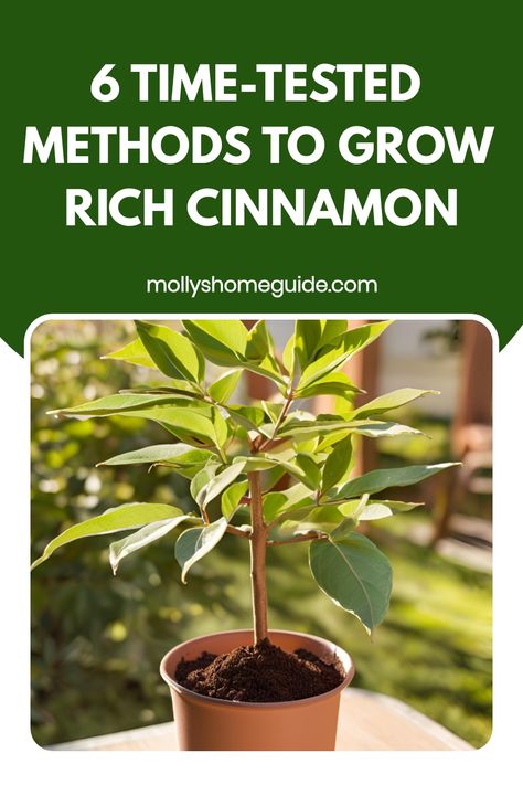 Discover the fascinating world of cinnamon cultivation with our comprehensive guide on how to grow cinnamon. Learn the step-by-step process to cultivate this aromatic spice in your own garden. From selecting the perfect location to caring for your cinnamon plants, we've got you covered. Explore tips on soil conditions, watering schedules, and harvesting techniques to ensure a bountiful harvest of flavorful cinnamon sticks. How To Grow Cinnamon, How To Grow Cinnamon Plants, Growing Cinnamon, Grow Cinnamon, Cinnamon Plant, Growing Vegetables In Pots, Growing Strong, Herb Gardening, Homestead Gardens