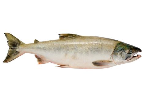 Chum salmon. Pacific chum salmon, fresh caught mature male , #AFFILIATE, #Pacific, #chum, #Chum, #salmon, #mature #ad Chum Salmon, Royalty Free Stock Photos, Stock Images, Stock Photos, Silver