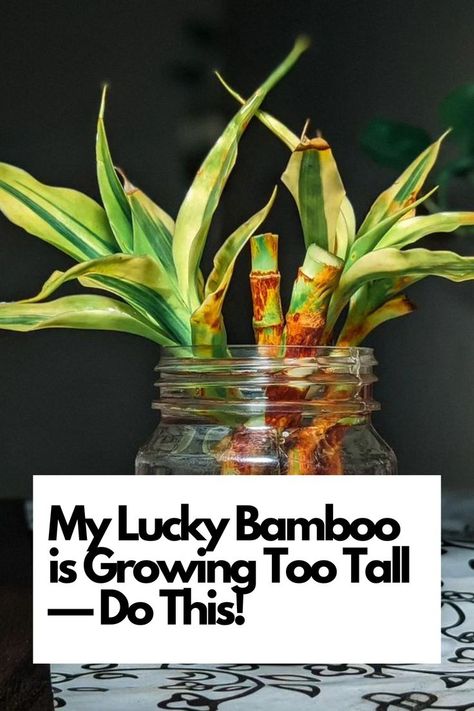 Dive into the world of Lucky Bamboo care with our expert insights on managing excessive growth. From pruning techniques to maintaining the perfect height, we've got you covered. Elevate your indoor gardening game with these essential tips. Ready to keep your Lucky Bamboo thriving at the right height? Dive in and uncover the secrets to balanced growth! IG Photo by: plants_cabin