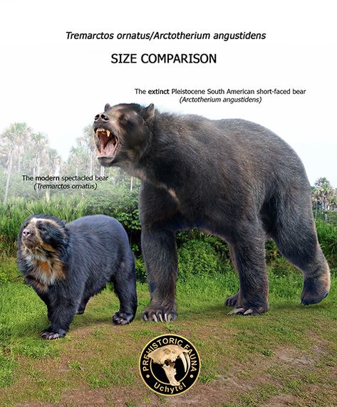 Arctotherium is an extinct genus of South American short-faced bears within Ursidae of the late Pliocene through the end of the Pleistocene. Bear Size Comparison, Short Faced Bear, Spectacled Bear, Elephant Shrew, Prehistoric Wildlife, Prehistoric World, Ancient Animals, Paleo Art, Extinct Animals