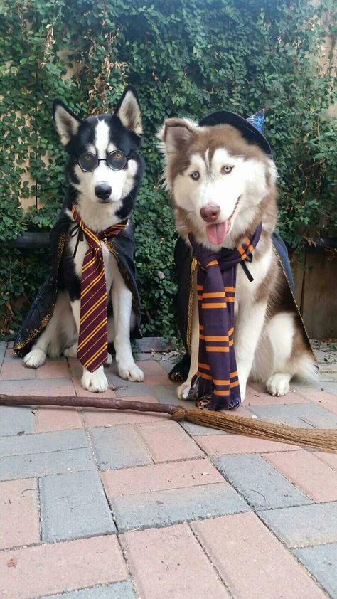 Dobby Dog Costume, Harry Potter Dog Costume, Husky Costume, Super Hero Couples, Harry Potter Dog, Harry Potter Halloween Costumes, Cute Harry Potter, Pet Halloween Costumes, Dog Halloween Costumes