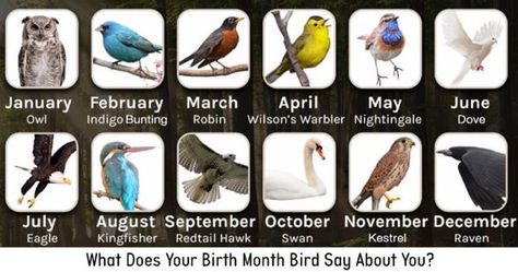 Bird Zodiac Birth Month Symbols, Birth Symbols, Leo Constellation Tattoo, Month Meaning, Month Gemstones, Seasons Months, Leo Constellation, Month Of September, What Is A Bird