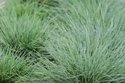 Ornamental Grass That Stays Small – Common Low Growing Ornamental Grass Varieties Short Ornamental Grasses, Variegated Liriope, Festuca Glauca, Ornamental Grass Landscape, Rose Companion Plants, Monkey Grass, Fescue Grass, Blue Fescue, Growing Grass