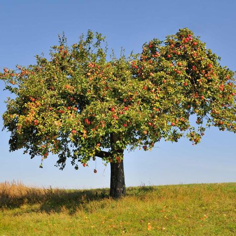 Honeycrisp Apple Tree, Laurel Shrub, Apple Plant, Blooming Apples, Arborvitae Tree, Endless Summer Hydrangea, Pink Lady Apples, Redbud Tree, Avocado Tree