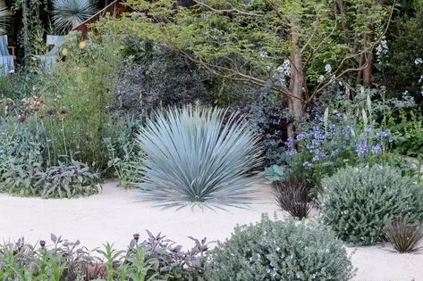 Small Garden Shrubs, Garden Shrubs Evergreen, Gravel Gardens, Mediterranean Garden Design, Provence Garden, Gravel Landscaping, Front Garden Design, Dry Garden, Gravel Garden