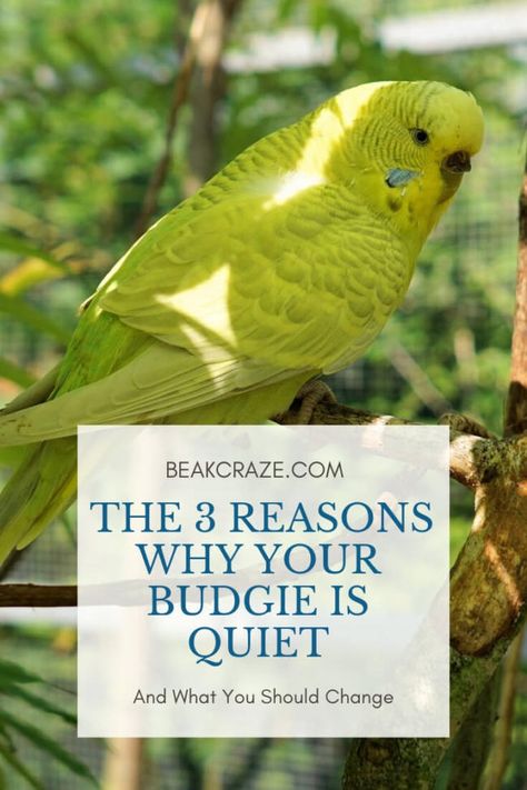 Budgies, also known in America as parakeets, are very sociable, noisy, and happy birds, and are relatively simple to take care of. However, some people who Budgie Tips, Budgie Care, Baby Parakeets, Parakeet Care, Budgie Cage, Parakeet Toys, Parakeet Cage, Pet Bird Cage, Parakeet Bird