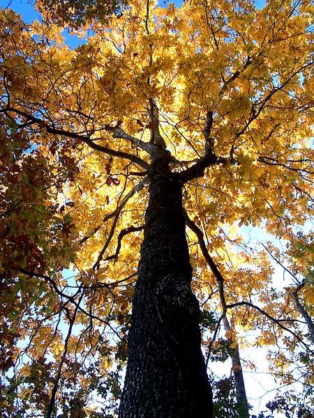 hickory tree Hickory Tree, Tree Pictures, Nothing Gold Can Stay, Fall Trees, Tree Species, Tree Canopy, Changing Leaves, Baby Grow, Weird Shapes