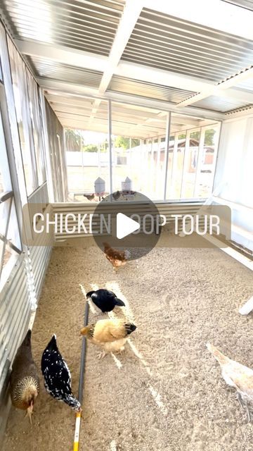 Chickens & Gardening • Lyndsey Gaskins on Instagram: "Welcome to my happy place! (Shared with 47 feathered friends of course)  •Our main coop is 14x10 with two 16x10 foot runs on each side.   •One side has a dirt floor for feeding scraps and the coop and opposite run are sand. We opted for sand on the ground because it’s quick and easy to clean; it’s affordable, and a natural dust bath for the ladies.   •For our last coop we buried hardware cloth into the ground for a predator proof barrier, but this time we decided to just pour a concrete footing dug down about a foot for extra protection, and it will also keep the wood from rotting being right on the dirt in the elements. I’ve seen people use bricks or pavers which works too.   •I highly recommend hardware cloth over chicken wire. Chicke Chicken Coop Separation, Chicken Coop Run Flooring, Chicken Run Bedding, Chicken Run Sand, Funny Chicken Coop Names, Chicken Coup, Chicken Coop Run, Dust Bath, Concrete Footings