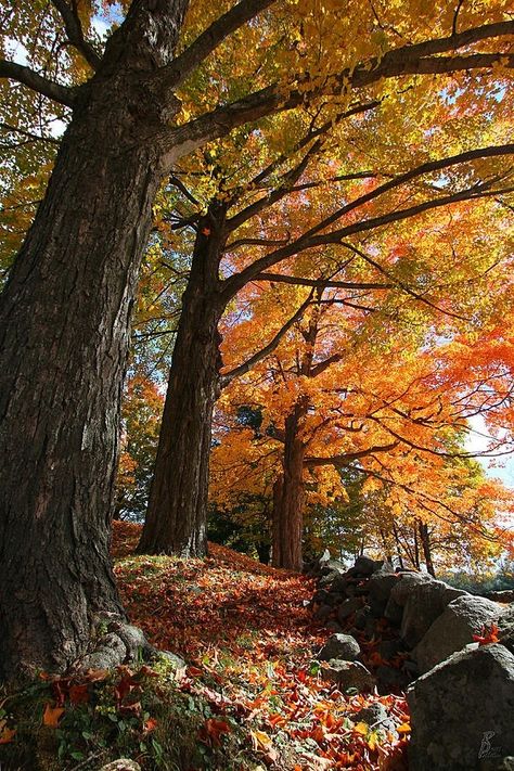 ✽Delightful✾ Landscape Wall Decor, Autumn Magic, Autumn Scenes, Autumn Scenery, Autumn Beauty, Fall Pictures, Autumn Landscape, Lombok, Autumn Aesthetic