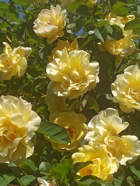 sunny picture yellow blooming roses Sunny Afternoon Aesthetic, Afternoon Aesthetic, Something Aesthetic, Random Story, Sunny Garden, Morning Aesthetic, Morning Rose, Yellow Bee, Sunny Afternoon