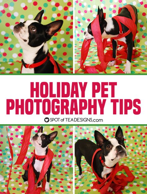 Pet Holiday Photos Ideas, Pet Christmas Cards Ideas, Christmas Pet Photo Ideas, Diy Dog Christmas Photoshoot, Dog Christmas Photoshoot Ideas, Dog Holiday Photoshoot, Cat Christmas Pictures, Christmas Dog Photoshoot, Dog Christmas Card Ideas