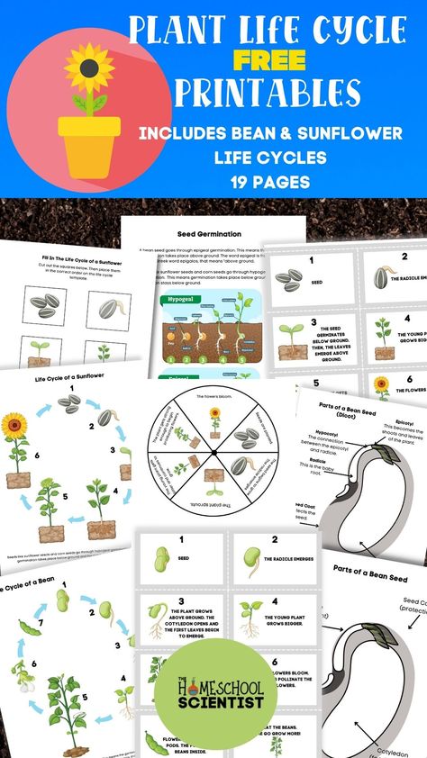 Plant life cycle lesson and worksheets. 19 pages with 9 different activities. Includes bean life cycle and sunflower life cycle. Includes two levels of label a seed worksheet. Use with K-5 to study life cycle of plants. Plants Life Cycle Activities Free Printable, Bean Life Cycle Printable, Life Cycle Of A Plant Free Printable, Seed Worksheet, Bean Plant Life Cycle, Bean Life Cycle, Plant Life Cycle Project, Seed Activities For Kids, Plants Activities