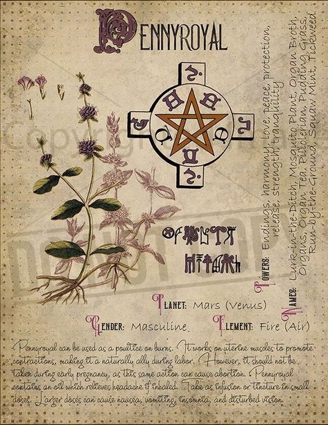 Pennyroyal Journal Witchcraft, Plant Knowledge, Witches Book, Creaturi Mitice, Egiptul Antic, Magickal Herbs, Witch Herbs, Magia Das Ervas, Green Witchcraft