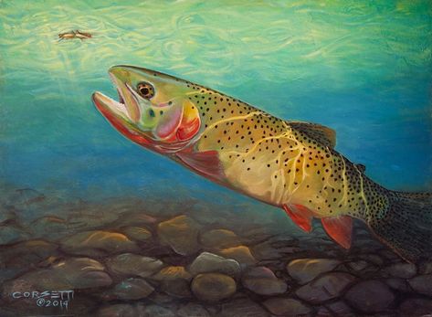 Arte de pesca com mosca para Cutthroat - Foto compartilhada por ROBERT CORSETTI - Artista - Sonhadores com mosca Trout Art, Cutthroat Trout, Fly Fishing Art, Fish Artwork, Art Paintings For Sale, Fish Painting, Buy Original Art, Paintings Art Prints, Fish Art