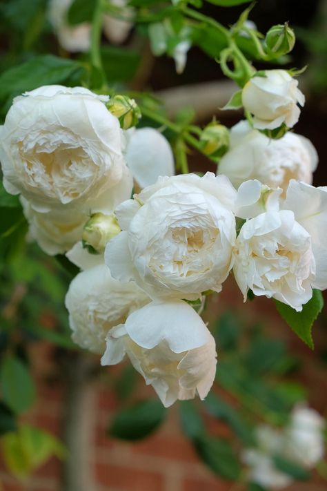 Old English Roses, Climbing Rose, Coming Up Roses, Moon Garden, David Austin Roses, Climbing Roses, White Gardens, Beautiful Rose Flowers, English Roses