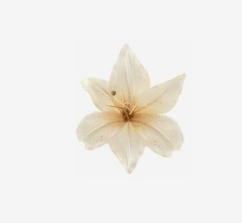 Flower Carrd Png, Flores Aesthetic Png, White Flower Icon, Cute Transparent Icons, Themes For Phone, Kit Riva, App Ikon, Flower Icon, Flower App