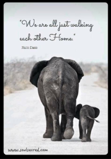 Elephant Quotes, Dogs Home, Funny Elephant, Elephants Never Forget, Dogs Stuff, Elephant Pictures, Elephant Love, Elephant Lover, An Elephant