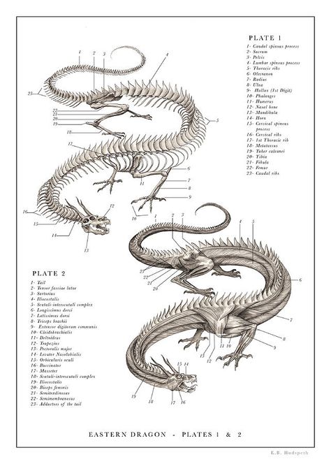 Dragon Skeleton, Dragon Anatomy, Dragon Bones, Skeleton Anatomy, Eastern Dragon, Wallpaper Animes, Dragon Print, Anatomy Drawing, Mythical Creatures Art