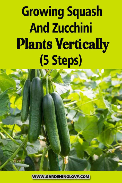 For people who wish to add squash and zucchini to their gardens, this post will be helpful. You can learn how to grow squash and zucchini plants vertically. Cucumbers Growing, Growing Cucumbers Vertically, Cucumber Seedlings, How To Grow Cucumbers, Grow Cucumbers, Growing Squash, Cucumber Gardening, Zucchini Plants, Cucumber Plant