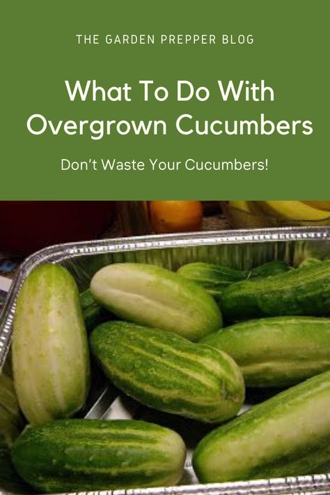 What To Do With Pickling Cucumbers, Cucumber Pickles Canning, What To Make With Cucumbers From The Garden, Canned Cucumbers Pickles Recipe, Garden Fresh Cucumber Recipes, Over Ripe Cucumbers What To Do With, What To Do With Cucumbers Besides Pickles, What To Do With Bitter Cucumbers, Bitter Cucumber Recipe