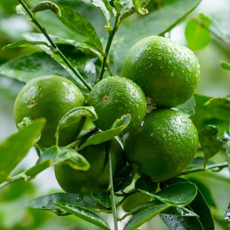 PRICES MAY VARY. No Ship To CA, HI, PR, GU, AK Persian Lime Tree, Lime Plant Live, Lemon Lime Tree, Mini Lime Tree, Citrus Tree Live Plant 3 To 4 Feet Tall, Persian Lime Tree For Planting Persian Lime Tree, Lime Plant, Citrus Tree, Lime Tree, Citrus Trees, Lemon Lime, Gardening Ideas, Live Plants, Lawn Garden