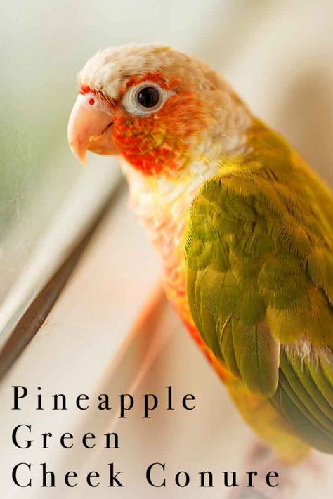 Pineapple Green Cheek Conure, Pineapple Conure, Conure Bird, Parrot Rescue, Green Cheek Conure, Yellow Feathers, Bird Food, Eat Fruit, The Wings