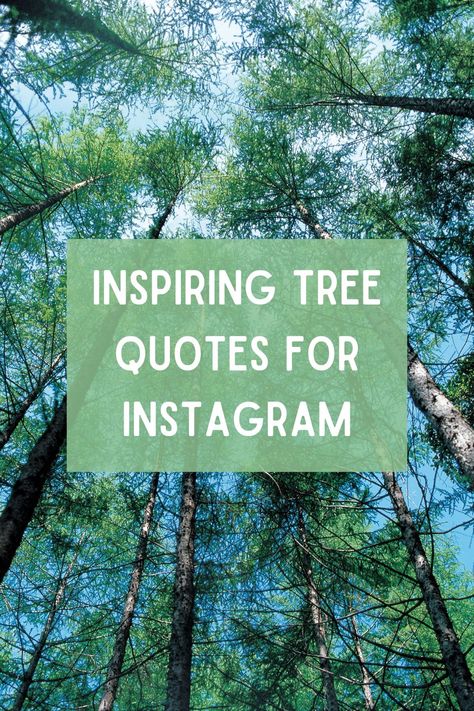 Let the beauty of trees inspire your Instagram feed with these heartfelt quotes. Be Like A Tree Quotes, Hug A Tree Quote, Quotes About Trees Wise Words, Roots Quotes Inspiration, Tree Quotes Short, Tree Quotes Inspirational, Tree Quotes Nature, Tree Sayings, Giving Tree Quotes