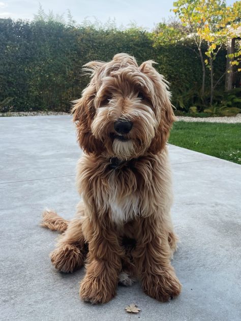 Australian Cobberdog IG @moss.thecobberdog #labradoodle #cobberdog Cobberdog Australian, Labradoodle Aesthetic, Australian Labradoodles, Dogs Images, Poodle Hair, Doodle Dogs, Golden Doodles, Cute Dogs Images, Australian Labradoodle