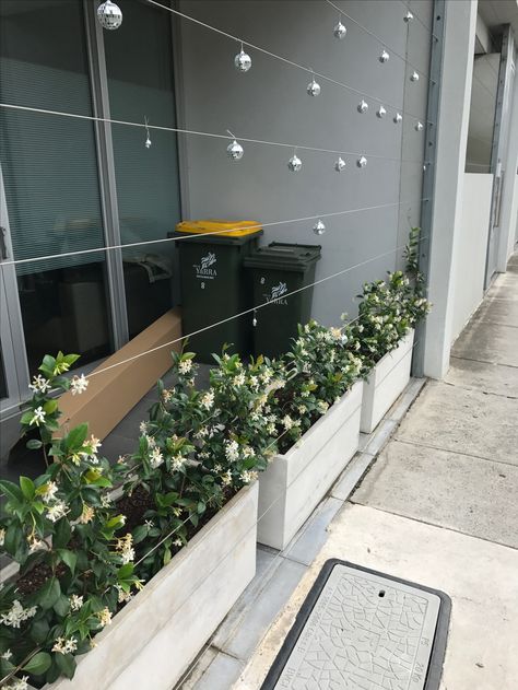 Star Jasmine Balcony, The Block Australia, Richmond Melbourne, Jasmine Plant, Garden Inspo, Star Jasmine, Balcony Deck, Pool Lounge, Jasmine Flower