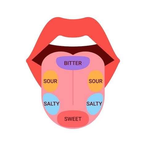 Tongue Taste Buds, Tongue Health, Nail Care Tips, Diagram Design, Map Vector, Oral Hygiene, Taste Buds, Lose Belly Fat, Bitter