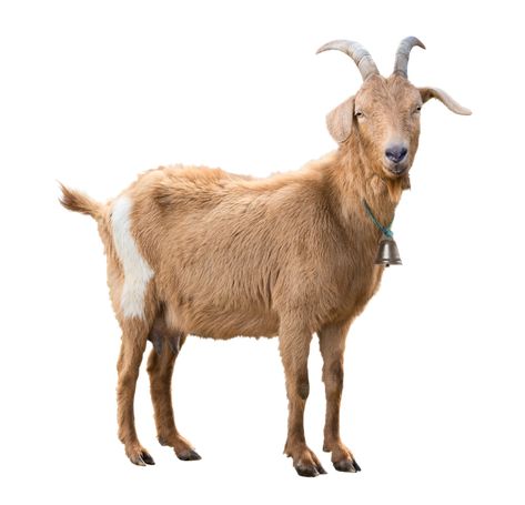 Goat With Horns, Goat Health, Goat Herding, Goat Care, Goat Barn, Goat Horns, Raising Goats, Animal Cutouts, Cute Goats