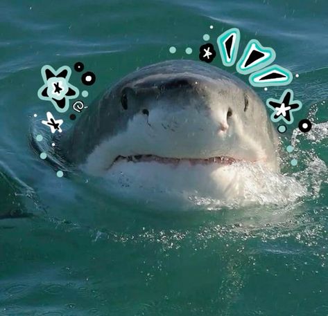 Matching Shark Pfps, Shark Core, Sharks Aesthetic, Baby Great White Shark, Shark Pics, Silly Shark, Silly Sharks, Shark Icon, Shark Pfp