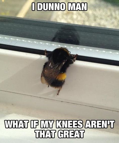 "I mean, it is great to have knees, but I still don't get why humans think they are great." (via Pleated Jeans) Bee Meme, Bees Knees, Cute Creatures, 귀여운 동물, Cute Funny Animals, Bones Funny, Baby Animals, Fish Pet, Funny Animals