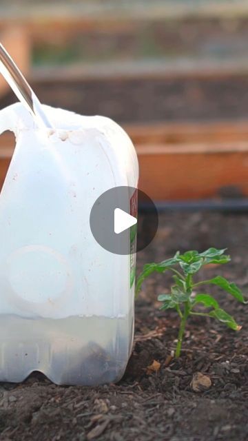 Milk Jug Watering System, Milk Jugs Garden, Bug Trap, Milk Jugs, Diy Water, Garden Water, Drip Irrigation, Water Bowl, Growing Indoors