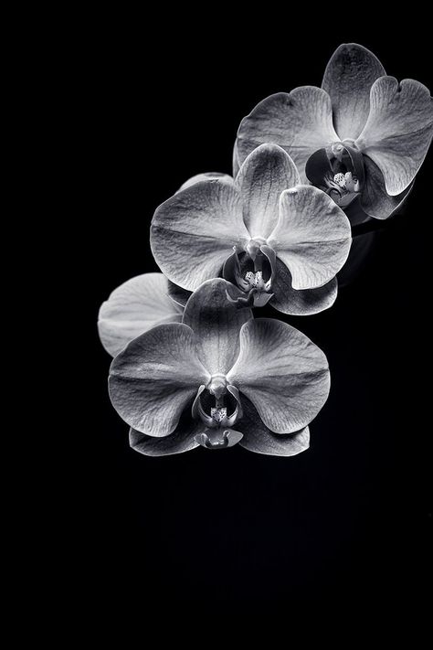 Fine Art Photographic Print of an ORCHID in black and white created with a macro lens in studio available in many sizes with fast shipping by Photosbyjeffmurray on Etsy Black And White Macro Photography, Black Print Wallpaper, Orchid Black And White, Black And White Moodboard, Flower Wallpaper Black, Black And White Flower Photography, Black And White Orchid, Flower Black Background, Orchid Wallpaper