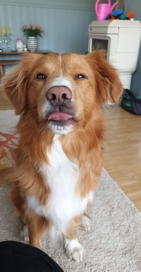 Ginger Golden Retriever, Nova Scotia Duck Tolling Retriever Puppy, Novia Scotia Duck Tolling Retriever, Duck Toller Retriever, Duck Retriever, Duck Toller, Nova Scotia Duck Tolling Retriever, Dog Wallpaper, Retriever Puppy