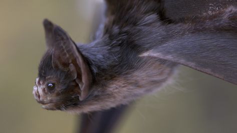 The Vampire Bat, Rusty Currier on ArtStation at https://www.artstation.com/artwork/ybxD6n Small Animation, Bat Photos, Creature 3d, Bat Costume, Wild Animals Pictures, Vampire Bat, Cute Bat, Creature Feature, Weird Animals