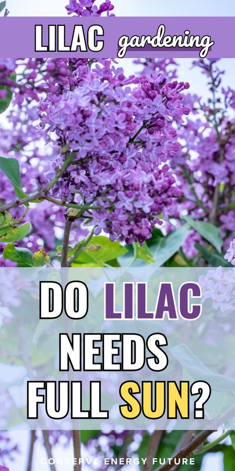 Lilac Plant Care: Lilacs are hardy bushes that bloom in pink and purple flowers, adding a burst of color to your garden. Although they have long lifespans and can tolerate many conditions, do lilacs require full sun conditions?   Here’s a lilac gardening tips and guide. Achieve that lilac plant aesthetic in your front yards! / Lilac planting. lilac flowers. lilac bush. Lilacs / Lilac Bushes Along Fence, Lilac Hedge, Japanese Lilac, Garden Core, Lilac Plant, California Lilac, Lilac Bush, Flowers Lilac, Backyard Layout