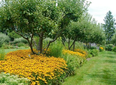 Underplanting Fruit Trees, Tree Allee, Bottlebrush Buckeye, Betula Papyrifera, Birch Tree Leaves, Russian Sage, Flowers Gardening, Fruit Tree, Birch Trees