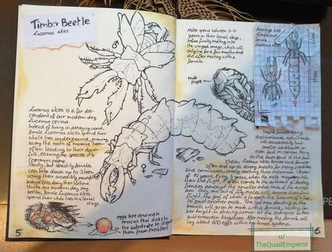 Field Notes Sketchbook, Dnd Notes Aesthetic, Worldbuilding Journal Ideas, Fantasy Field Journal, Worldbuilding Sketchbook, Field Notes Aesthetic, Field Sketchbook, Worldbuilding Journal, Fantasy Journal Pages